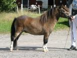 Small picture of Fairyking of Northstar RS 567, 41p Champion,prem G Såld.  